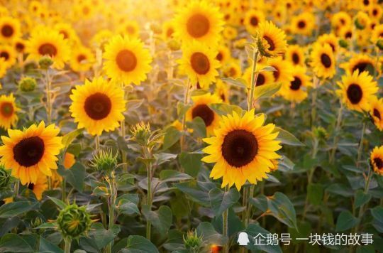 人類的本質是向日葵