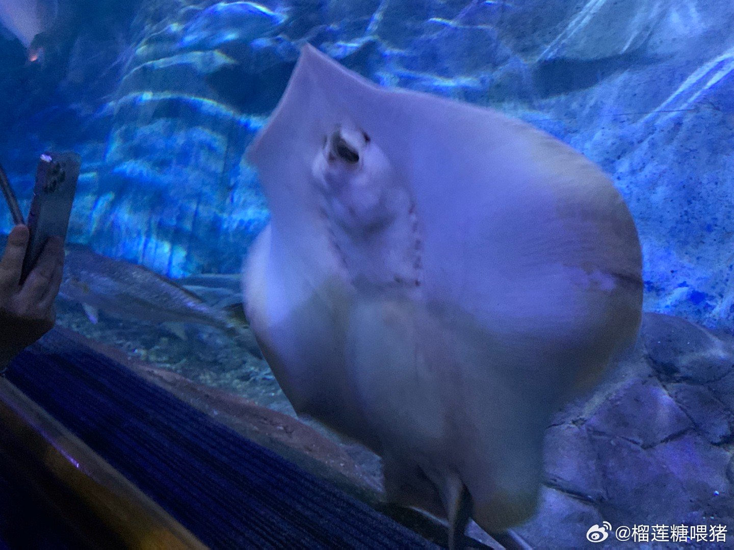 魔鬼魚上班吃同事