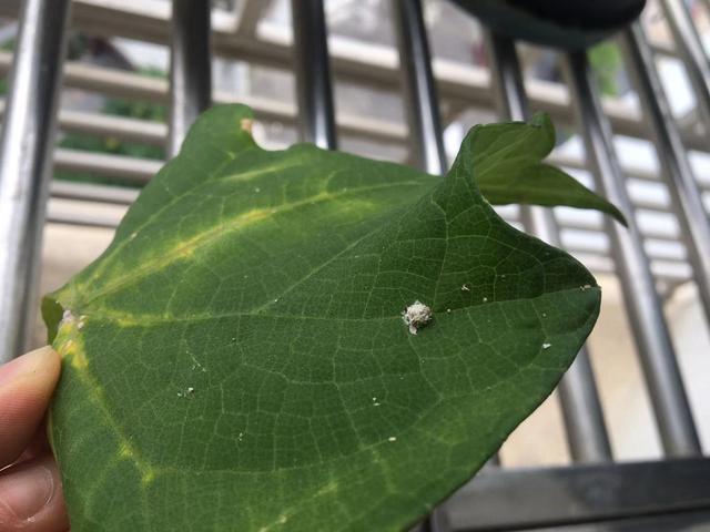 陽臺衣架長草蛉蟲卵