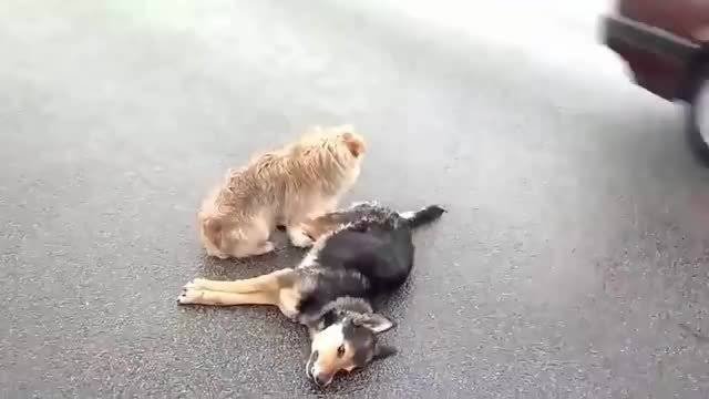 狗狗躺馬路不起 同伴集體守護