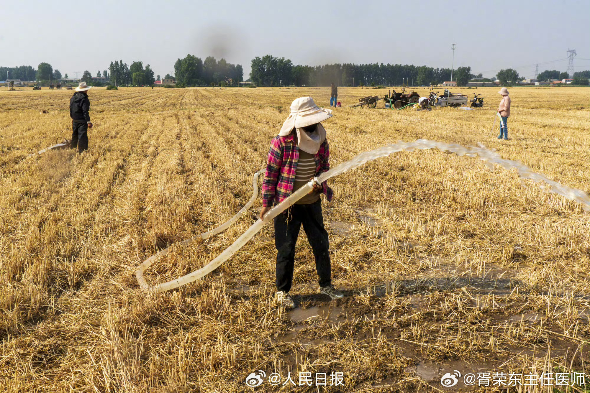 河南干旱部分農戶提前割麥