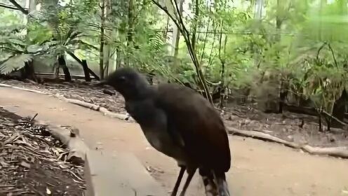 小區來怪鳥 叫聲像機關槍