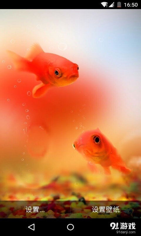 杭州有自己的夢核金魚