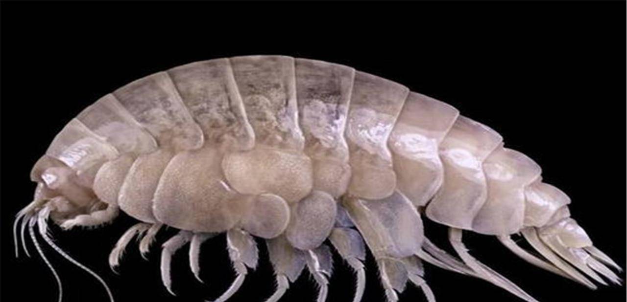 發現微生物新物種