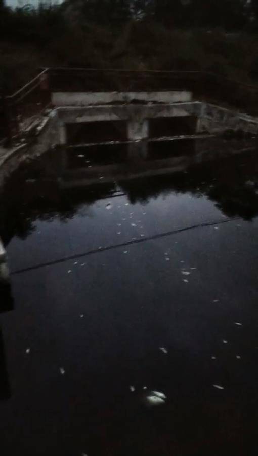 湖南一河現大量死魚