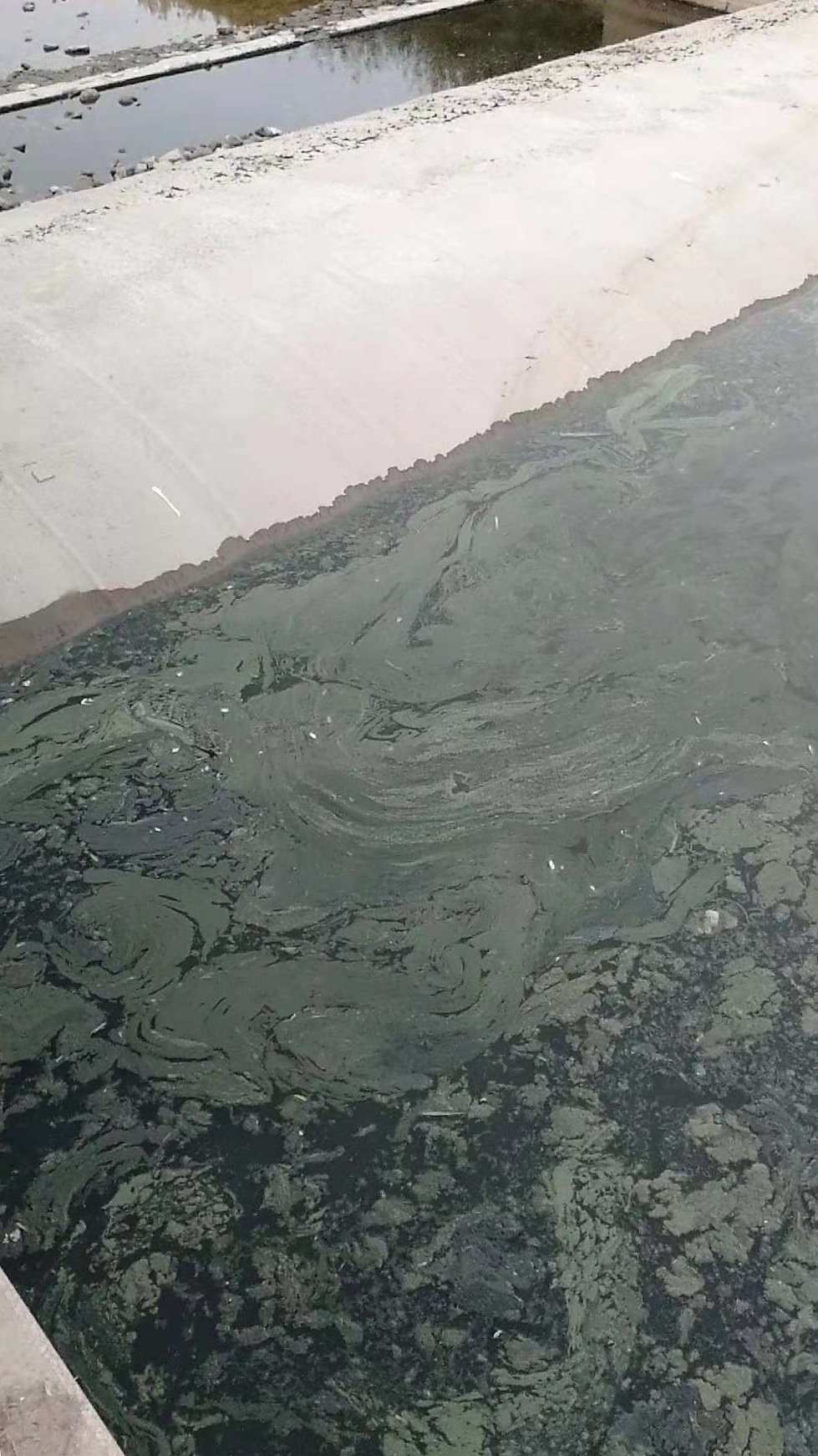 湖南一河現大量死魚