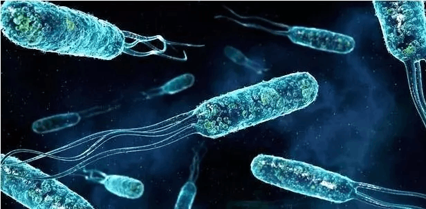 發(fā)現(xiàn)微生物新物種