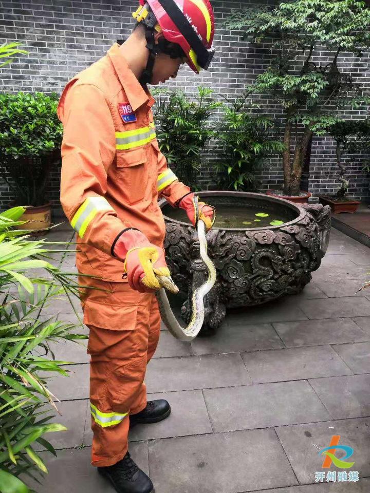 深圳16天接警232宗“蛇出沒”警情