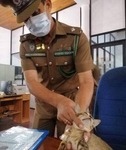 一只貓向監獄走私毒品被抓