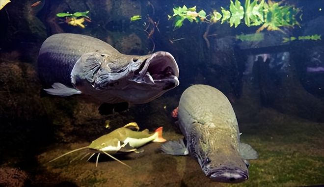男子在家中建10米長魚缸養巨骨舌魚