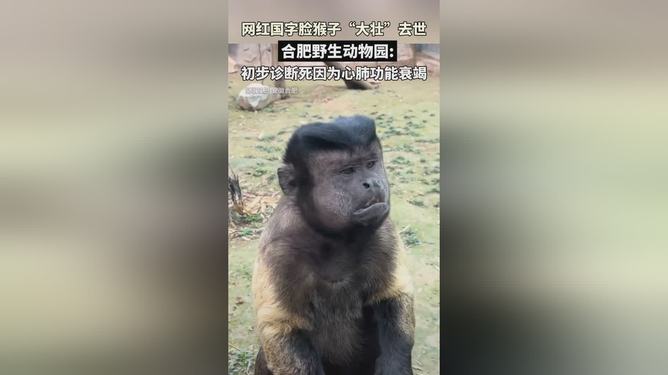 網紅猴大壯因病離世