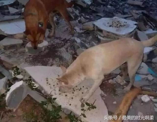"令人心碎！加沙難民怒斥救濟站食物'這連狗都不吃！'"
