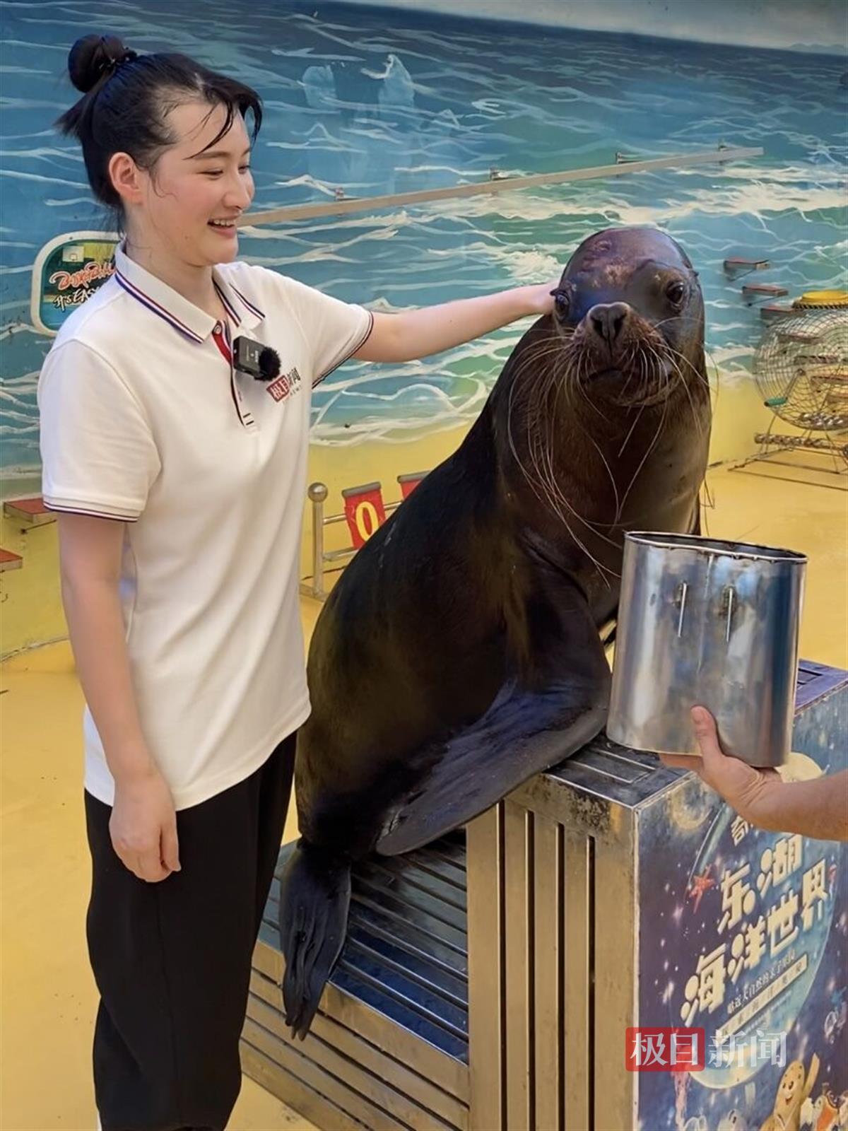 震驚！海獅疑遭馴養師踢打，現場視頻曝光引眾怒