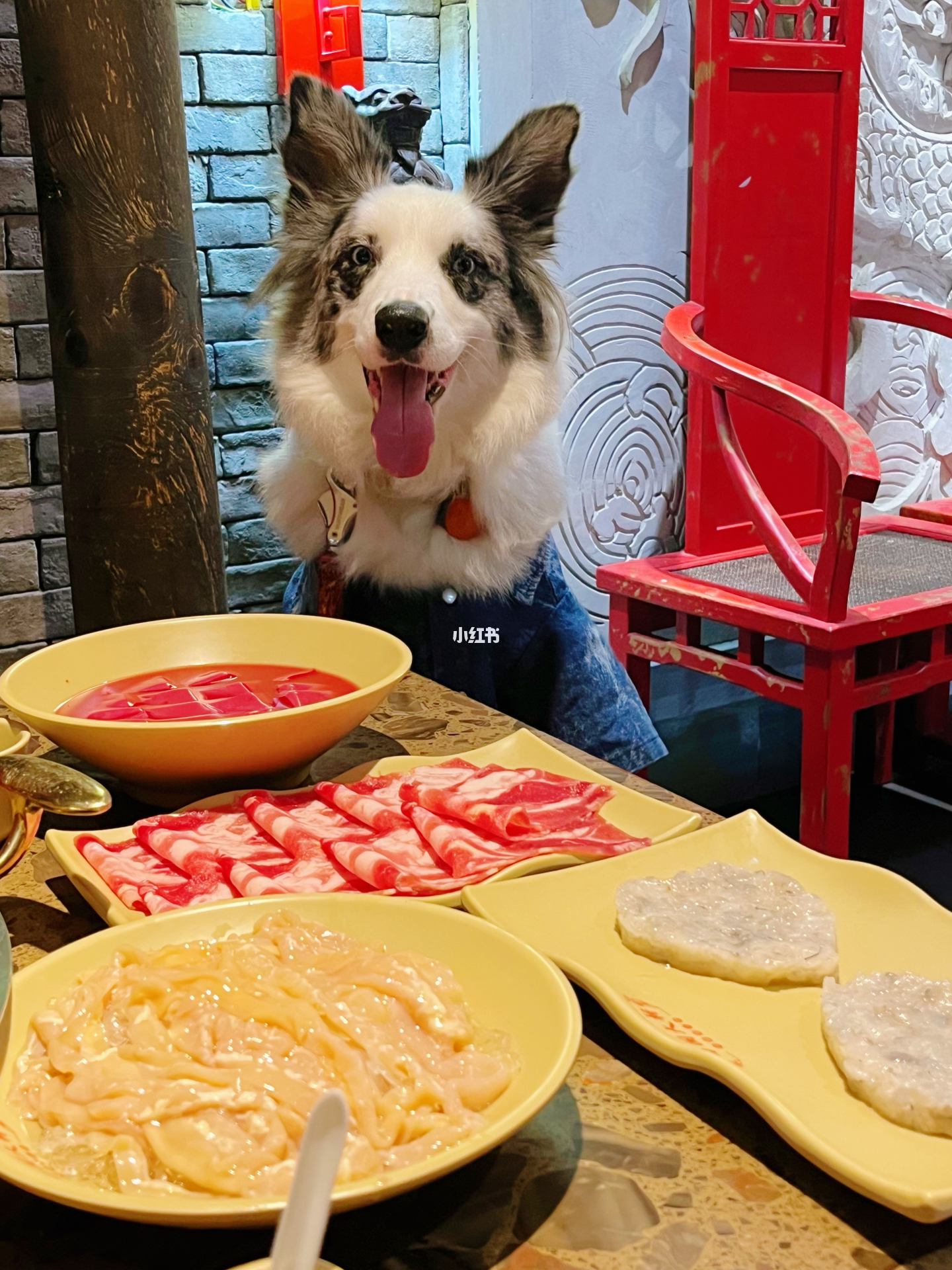 "震驚！人狗分餐共享火鍋店竟成新寵？揭秘背后的暖心設計"